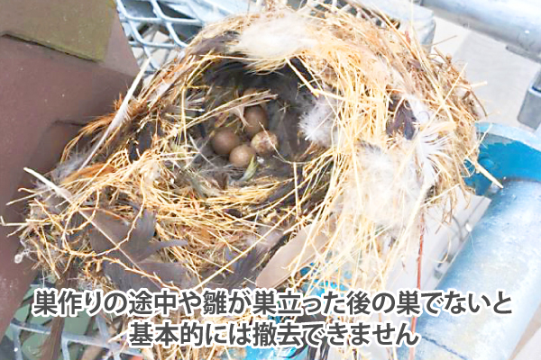 巣作りの途中や雛が巣立った後の巣でないと、基本的には撤去できません